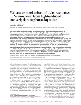 Molecular Mechanism of Light Responses in Neurospora: from Light-Induced Transcription to Photoadaptation