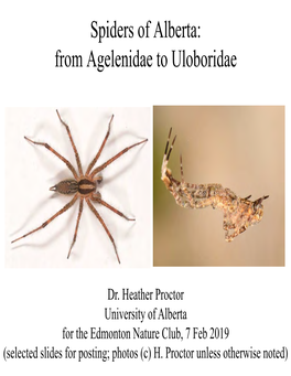 Spiders of Alberta: from Agelenidae to Uloboridae