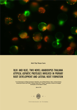 Arabidopsis Thaliana Atypical Aspartic Proteases Involved in Primary Root Development and Lateral Root Formation