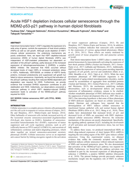 Acute HSF1 Depletion Induces Cellular Senescence Through the MDM2