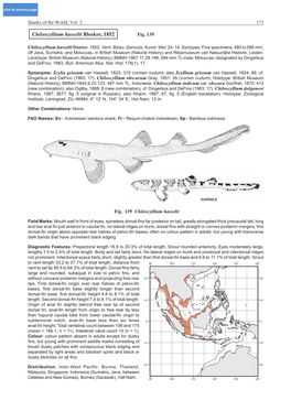 Chiloscyllium Hasselti Bleeker, 1852 Fig