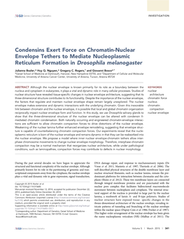 Condensins Exert Force on Chromatin-Nuclear Envelope Tethers to Mediate Nucleoplasmic Reticulum Formation in Drosophila Melanogaster