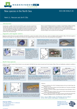 New Species in the North Sea. ICES CM 2006/C:30