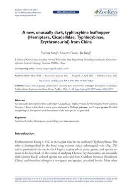 Hemiptera, Cicadellidae, Typhlocybinae, Erythroneurini) from China