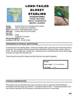 Long-Tailed Glossy Starling