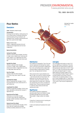 Flour Beetles 3.5Mm Long Description