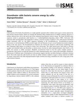 Groundwater Cable Bacteria Conserve Energy by Sulfur Disproportionation