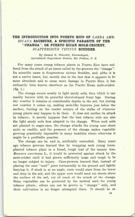 The Introduction Into Puerto Rico of Larra Ame- Ricana Saussure, a Specific Parasite of the 