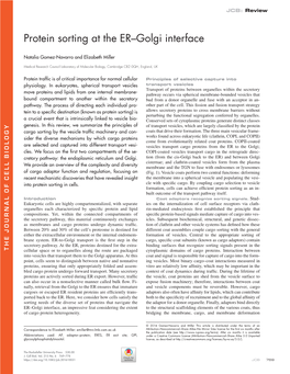 Protein Sorting at the ER–Golgi Interface