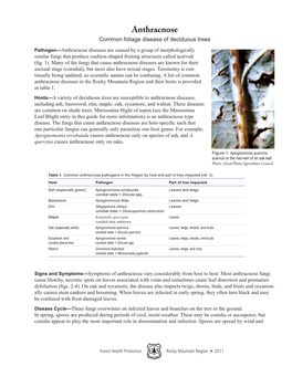 Anthracnose Common Foliage Disease of Deciduous Trees