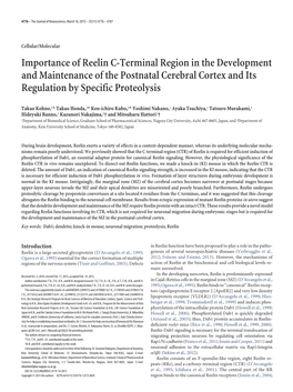 Importance of Reelin C-Terminal Region in the Development and Maintenance of the Postnatal Cerebral Cortex and Its Regulation by Specific Proteolysis