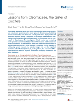 Lessons from Cleomaceae, the Sister of Crucifers