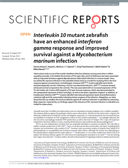 Interleukin 10 Mutant Zebrafish Have an Enhanced Interferon