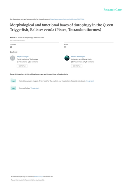 Morphological and Functional Bases of Durophagy in the Queen Triggerfish, Balistes Vetula (Pisces, Tetraodontiformes)