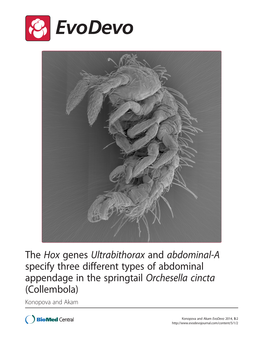 Abdominal-A Specify Three Different Types of Abdominal Appendage in the Springtail Orchesella Cincta (Collembola) Konopova and Akam