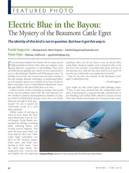 Electric Blue in the Bayou: the Mystery of the Beaumont Cattle Egret the Identity of This Bird Is Not in Question