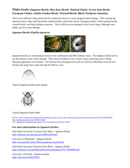 White Grubs (Japanese Beetle, May/June Beetle, Masked Chafer, Green June Beetle, European Chafer, Asiatic Garden Beetle, Oriental Beetle, Black Turfgrass Ataenius)