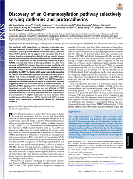 Discovery of an O-Mannosylation Pathway Selectively Serving Cadherins and Protocadherins