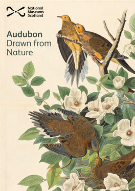 Audubon Drawn from Nature Audubon Drawn from Nature
