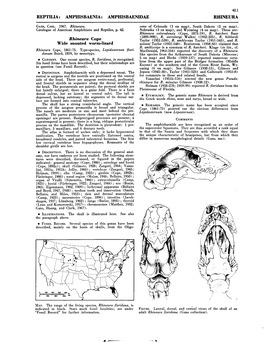 Wide Soouted Worm-Lizard Wilsoni Taylor (1951:548)