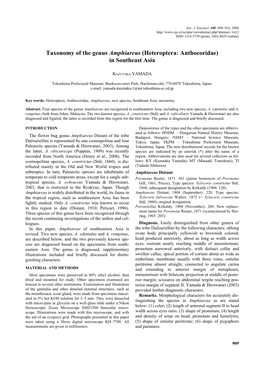 Taxonomy of the Genus Amphiareus (Heteroptera: Anthocoridae) in Southeast Asia