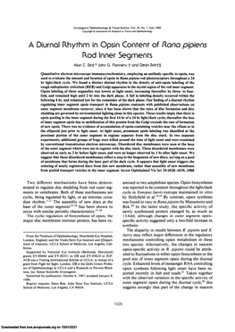 A Diurnal Rhythm in Opsin Content of RQDQ Pipiens Rod Inner Segments Alon C