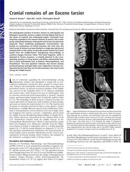 Cranial Remains of an Eocene Tarsier