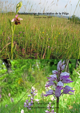 Trombinoscope Des Orchidées De La Piège