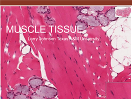 MUSCLE TISSUE Larry Johnson Texas A&M University