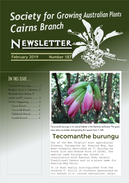 Tecomanthe Burungu