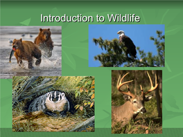 History & Importance of Wildlife Conservation