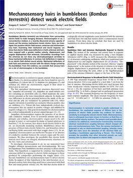 Mechanosensory Hairs in Bumblebees (Bombus Terrestris) Detect Weak Electric Fields