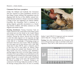 Cinnamon Teal Anas Cyanoptera Unlike the Mallard and Gadwall, the Cinnamon Teal Has Enjoyed No Great Population Increase in San Diego County