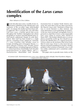 Identification of the Larus Canus Complex