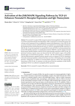 Activation of the JNK/MAPK Signaling Pathway by TGF-1 Enhances Neonatal Fc Receptor Expression and Igg Transcytosis