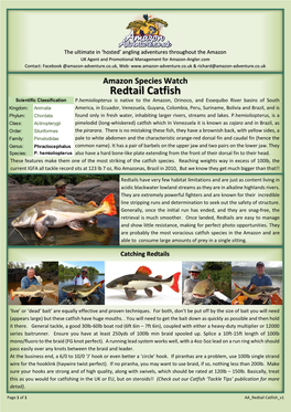 Redtail Catfish