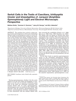 Sertoli Cells in the Testis of Caecilians, Ichthyophis Tricolor and Uraeotyphlus Cf. Narayani (Amphibia: Gymnophiona): Light and Electron Microscopic Perspective