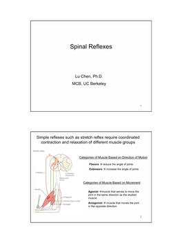 Spinal Reflexes