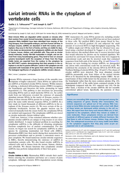 Lariat Intronic Rnas in the Cytoplasm of Vertebrate Cells