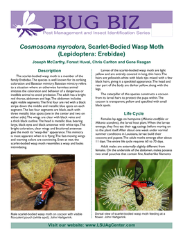 Cosmosoma Myrodora, Scarlet-Bodied Wasp Moth (Lepidoptera: Erebidae) Joseph Mccarthy, Forest Huval, Chris Carlton and Gene Reagan