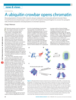 CHROMATIN a Ubiquitin Crowbar Opens Chromatin Monoubiquitylation of Histone H2B Is Found to Disrupt Condensation of Chemically Defined Chromatin Fibers