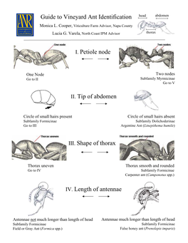 I. Petiole Node II. Tip of Abdomen IV. Length of Antennae Guide to Vineyard Ant Identification III. Shape of Thorax