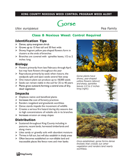 Gorse (Ulex Europaeus)