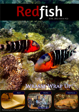 Wrasse Wrap Up!