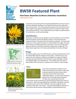 Maximilian Sunflower (Helianthus Maximiliani) Plant Family: Aster