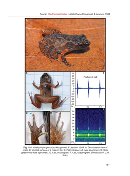 Anura | Eleutherodactylidae | Adelophryne Hoogmoed & Lescure, 1984 Fig. 101. Adelophryne Gutturosa Hoogmoed & Lescure, 1