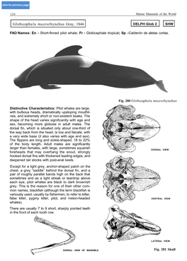 Globicephala Macrorhynchus Gray, 1846 DELPH Glob 2 SHW