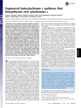 Engineered Holocytochrome C Synthases That Biosynthesize New Cytochromes C