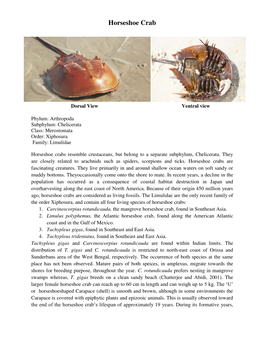 Horseshoe Crab