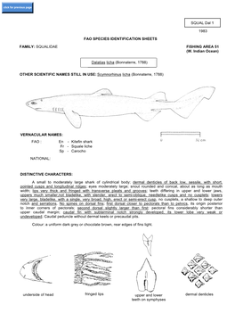 SQUAL Dal 1 1983 FAO SPECIES IDENTIFICATION SHEETS FAMILY